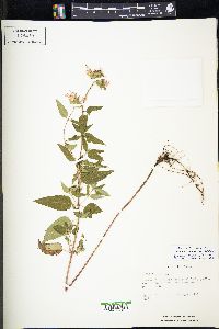 Monarda fistulosa var. fistulosa image