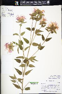 Monarda fistulosa var. fistulosa image