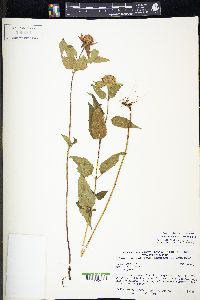 Monarda fistulosa var. fistulosa image
