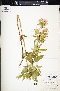 Monarda fistulosa var. fistulosa image