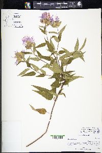 Monarda fistulosa var. fistulosa image