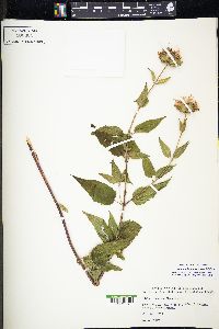 Monarda fistulosa var. fistulosa image