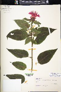 Monarda didyma image