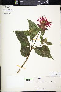 Monarda didyma image