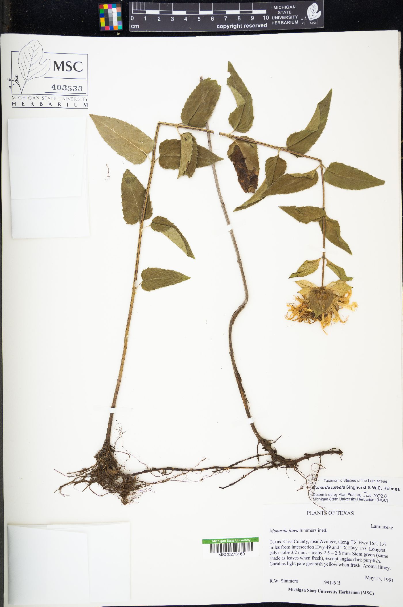 Monarda luteola image
