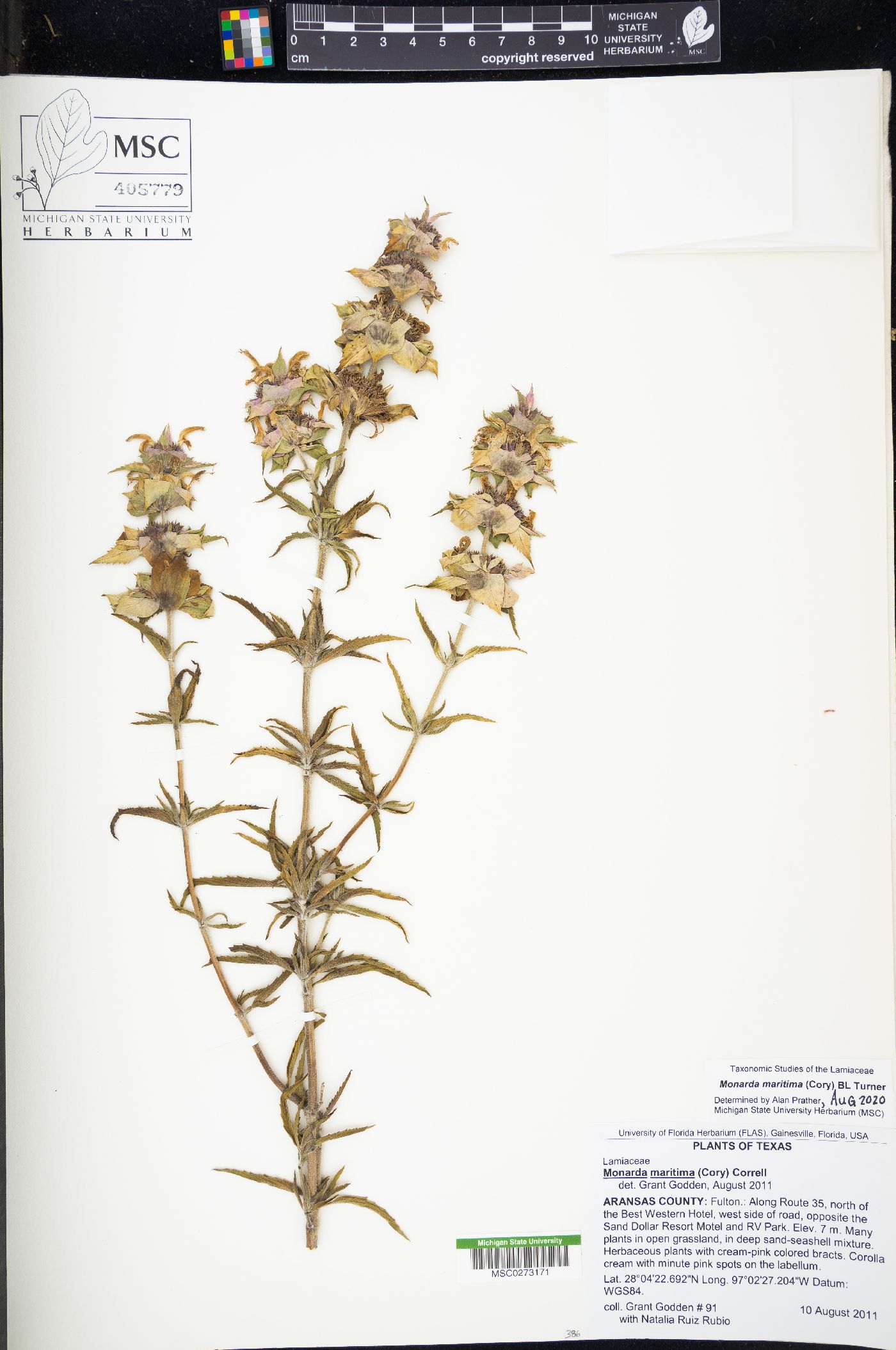Monarda maritima image