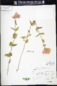 Monarda fistulosa var. menthifolia image