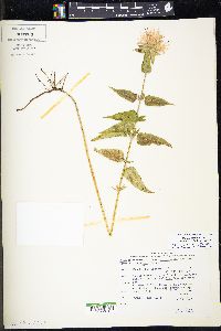 Monarda fistulosa var. menthifolia image