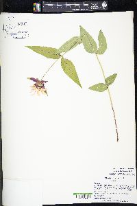 Monarda bradburiana image