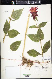 Monarda didyma image