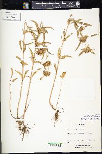 Monarda clinopodioides image