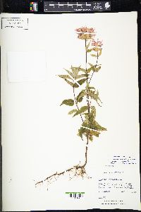 Monarda fistulosa var. fistulosa image