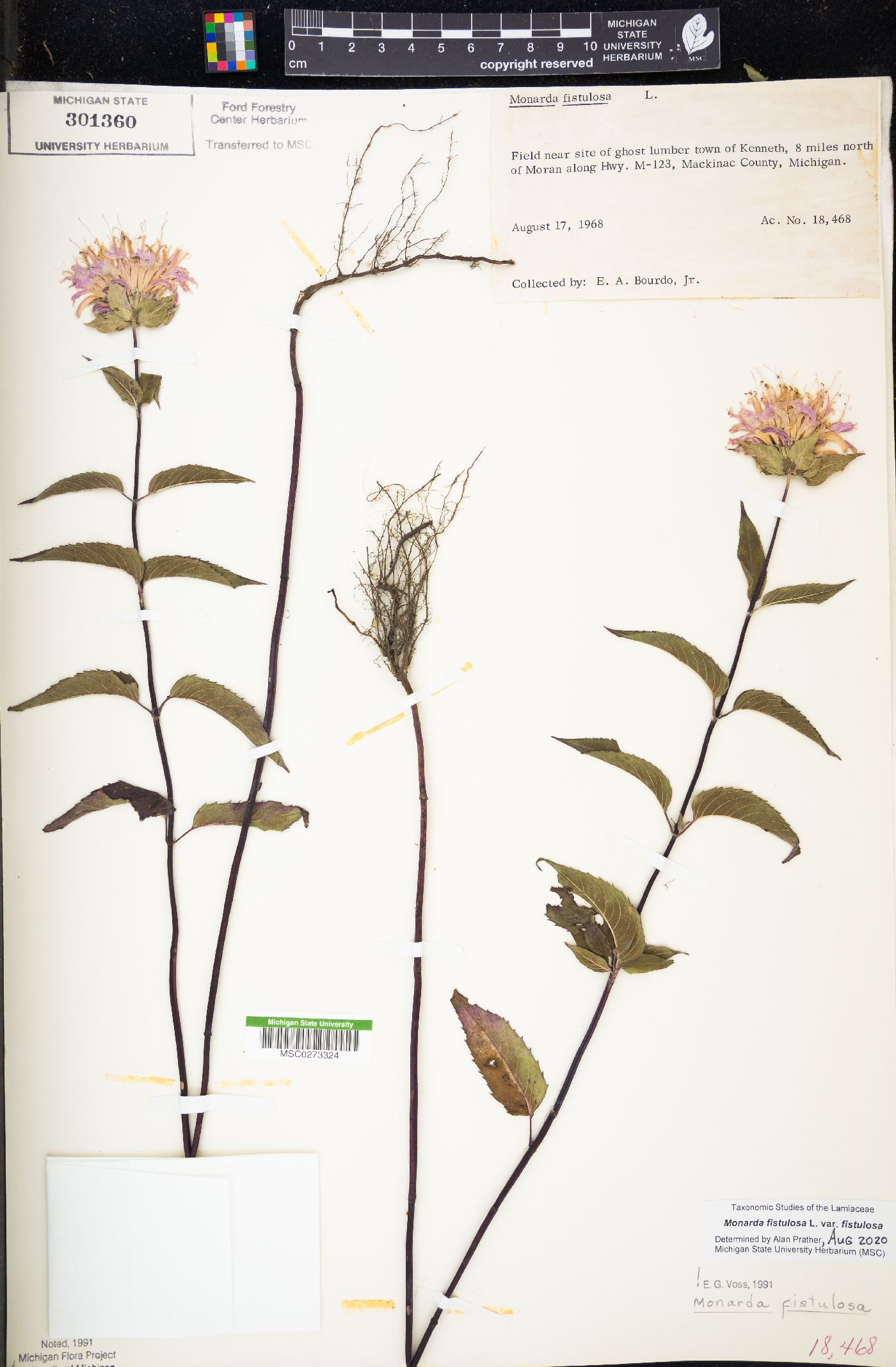 Monarda fistulosa var. fistulosa image