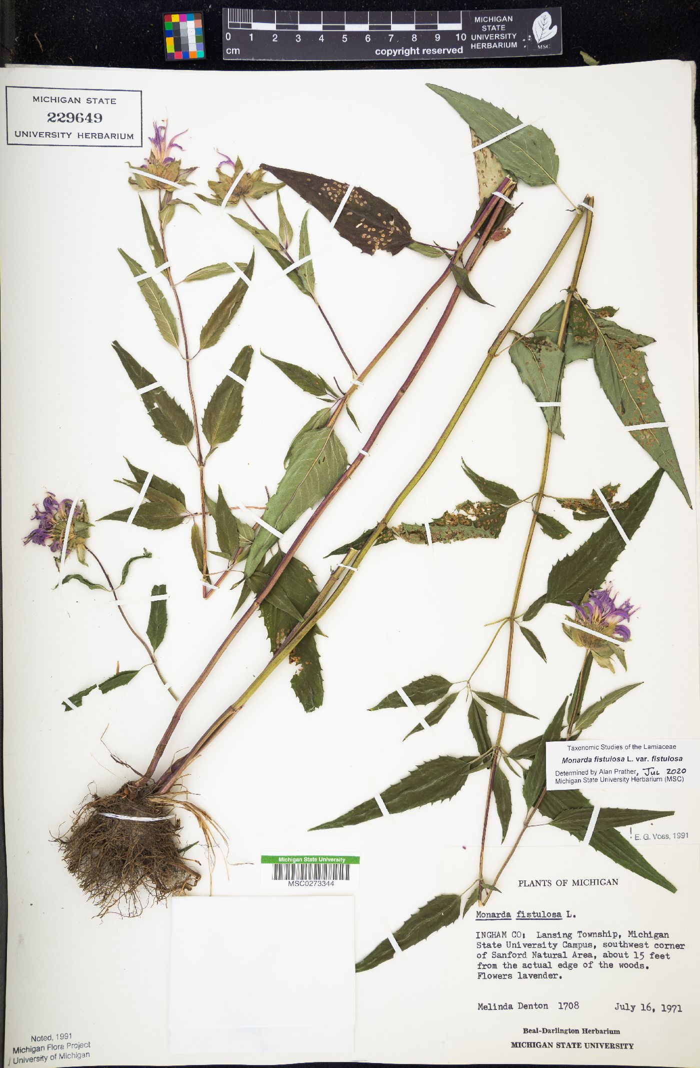 Monarda fistulosa var. fistulosa image