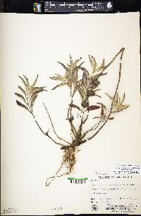 Monarda punctata image