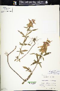 Monarda punctata image