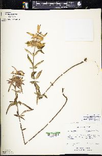 Monarda punctata var. villicaulis image