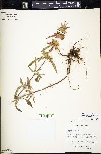 Monarda punctata image