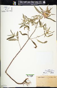 Monarda punctata image