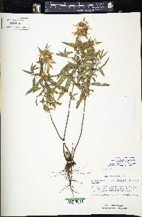 Monarda punctata var. villicaulis image