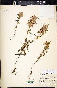 Monarda punctata var. villicaulis image