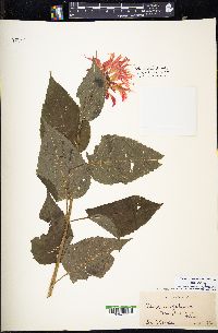 Monarda didyma image