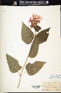 Monarda didyma image