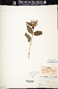 Monarda didyma image