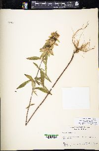 Monarda punctata image