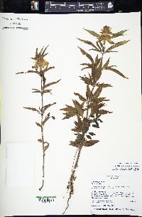 Monarda punctata var. punctata image