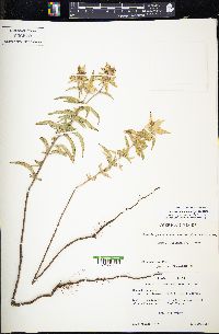 Monarda punctata image