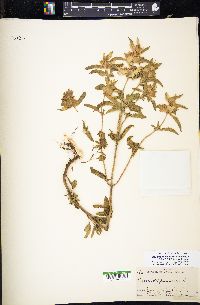 Monarda punctata image