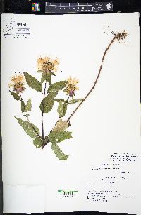 Monarda austroappalachiana image