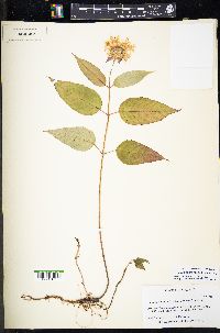 Monarda clinopodia image