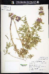 Monarda citriodora image