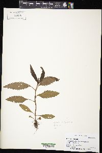 Verbena hastata image