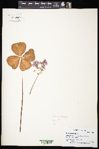Oxalis tetraphylla image