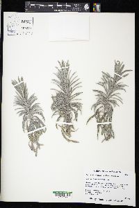 Lavandula x intermedia image