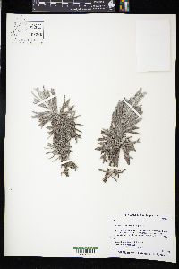 Lavandula lanata image