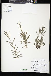 Lavandula viridis image
