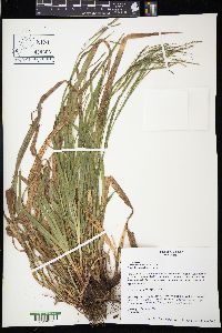 Carex arctata image