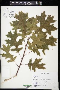 Quercus coccinea image