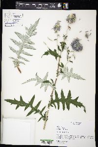 Echinops bannaticus image
