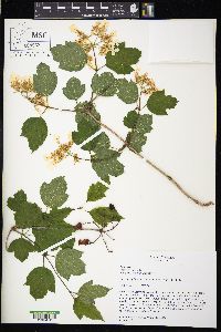 Viburnum opulus image