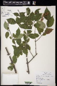 Cornus foemina image