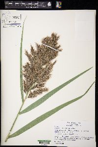 Phragmites australis image