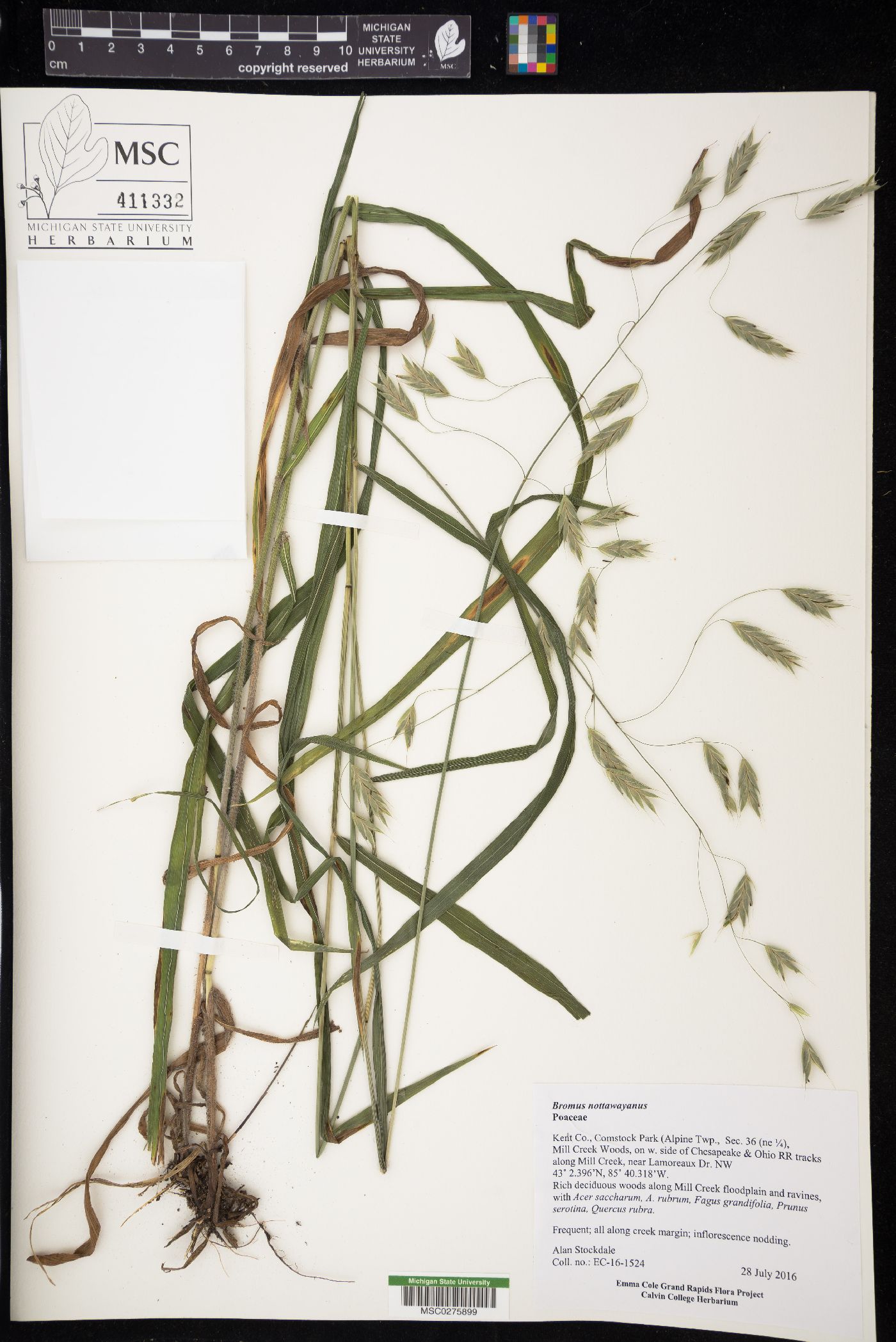 Bromus nottowayanus image