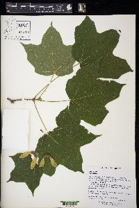 Acer nigrum image