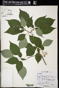 Cornus alternifolia image