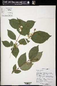 Philadelphus coronarius image